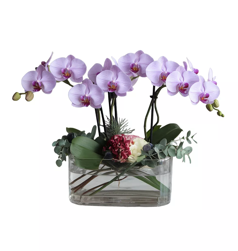 Beautiful Vase of Purple Thailand Orchids