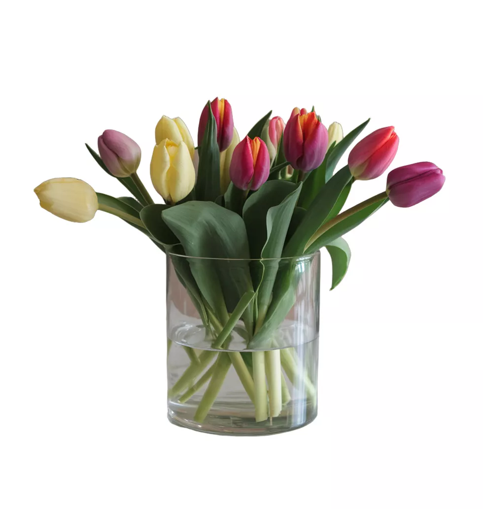 Fresh 12 Holland Tulips in Vase